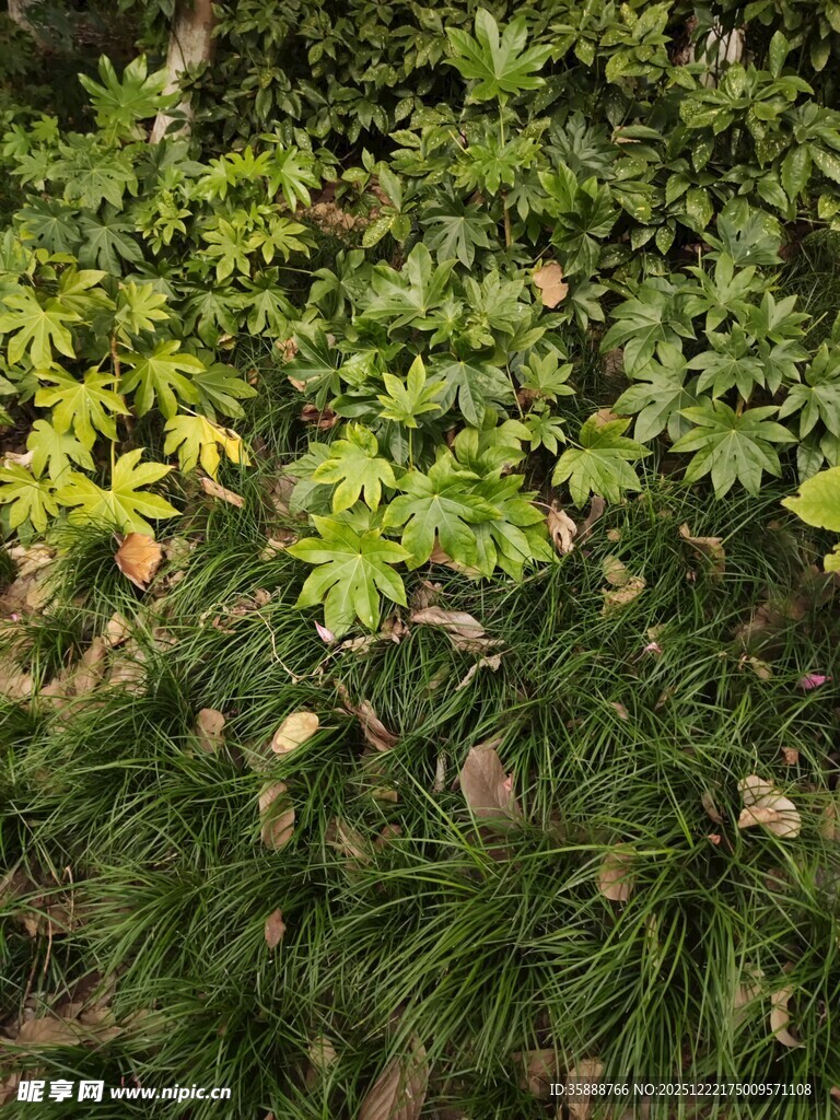 多样绿植景观