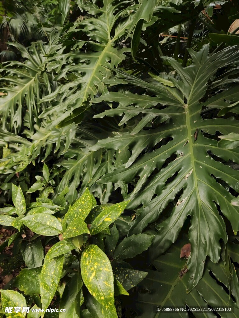 翠绿繁茂的热带观叶植物