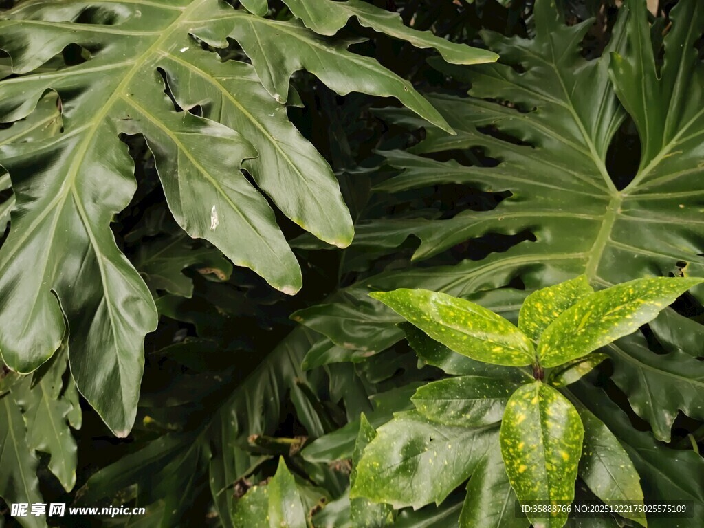 翠绿繁茂的热带植物叶片