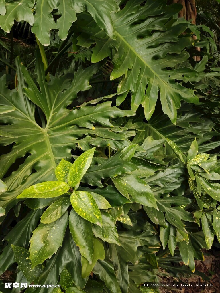 翠绿繁茂的热带观叶植物