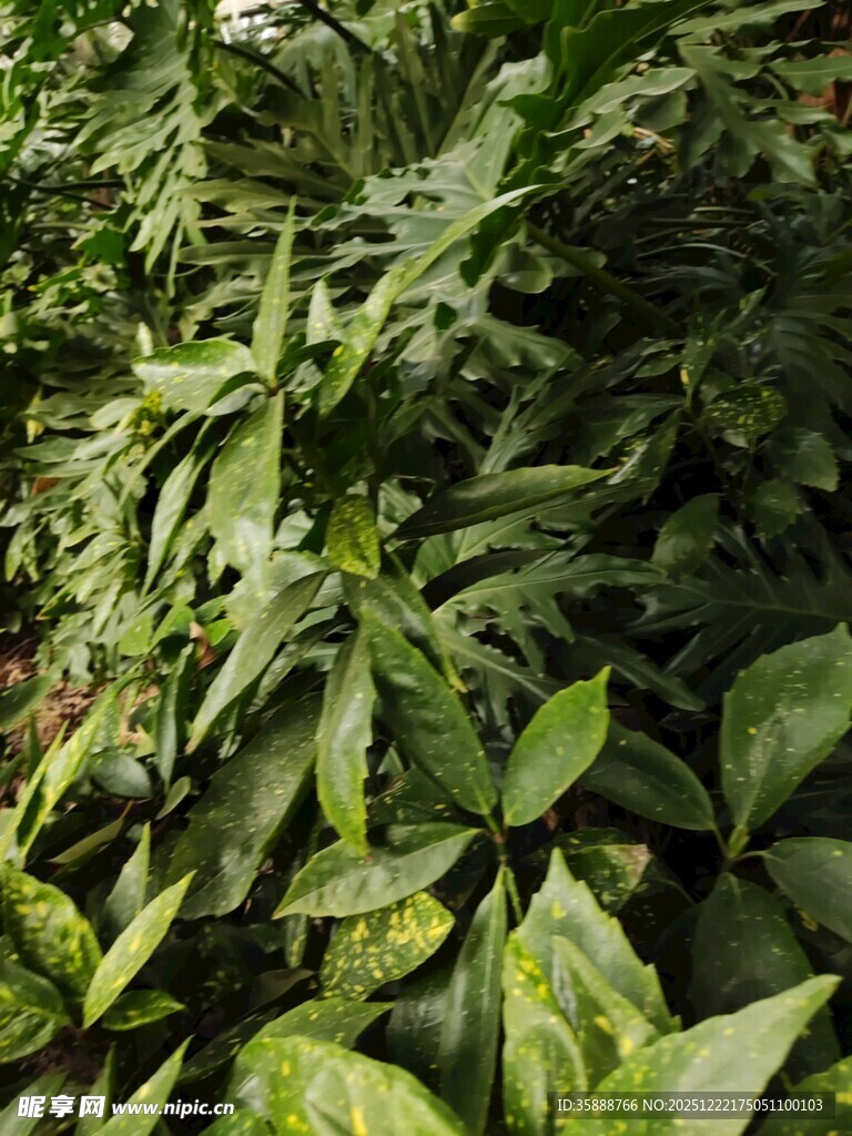 繁茂绿植叶片特写