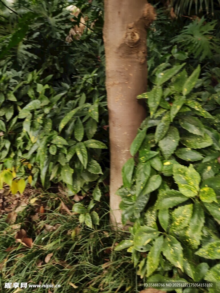 树干旁的翠绿植物