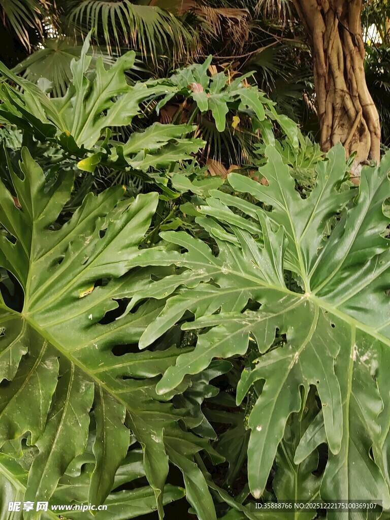 大型羽状绿植特写