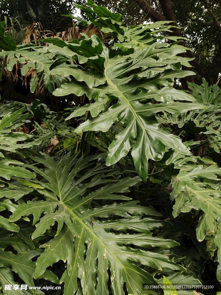 大型羽状绿植特写