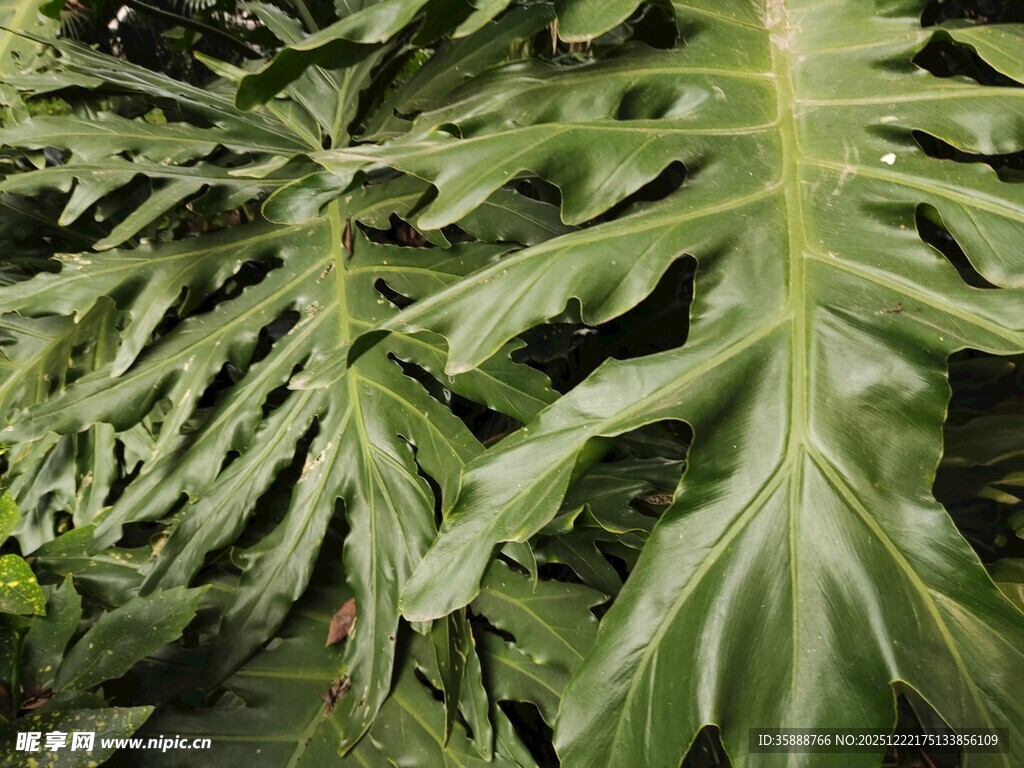 大型羽状绿植特写