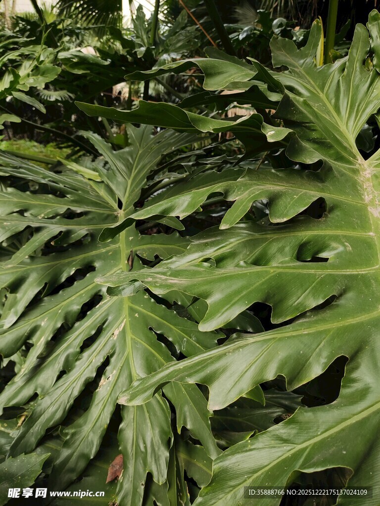 大型羽状绿植特写