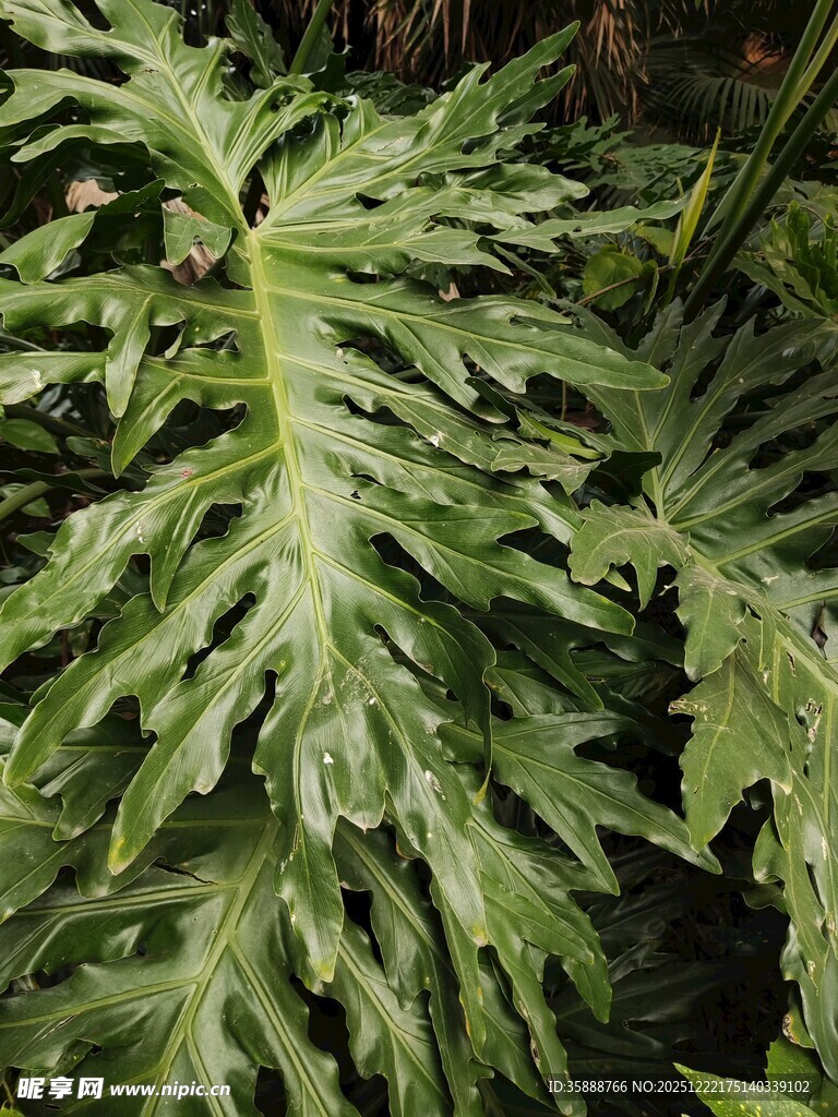 羽状叶片的热带绿植