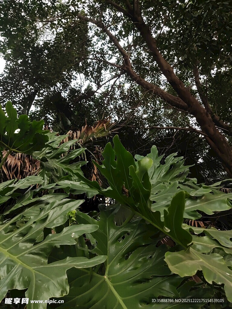 繁茂绿植中的高大树木