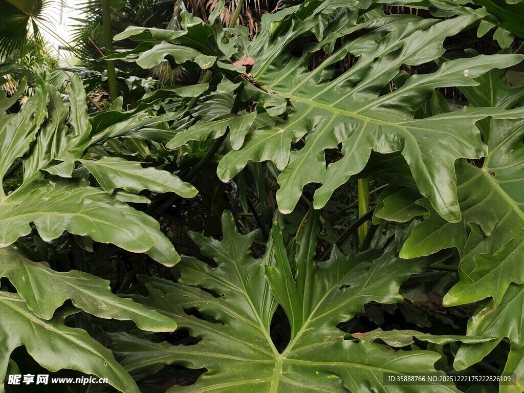 大型绿植叶片特写