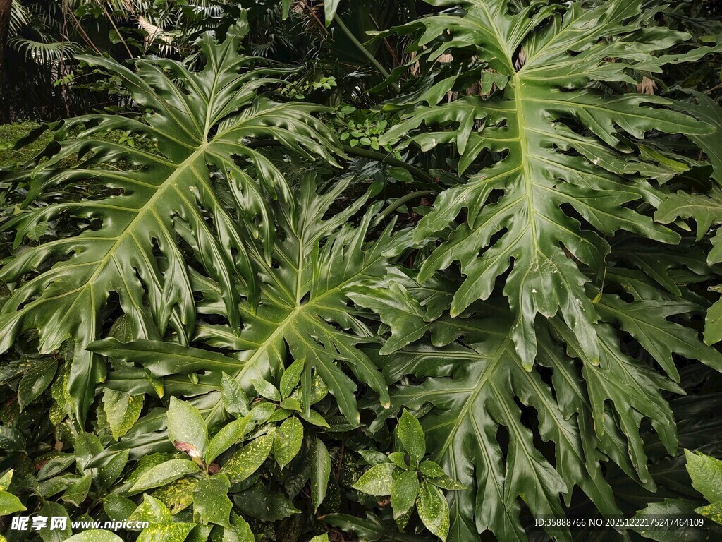 羽状叶片的热带绿植