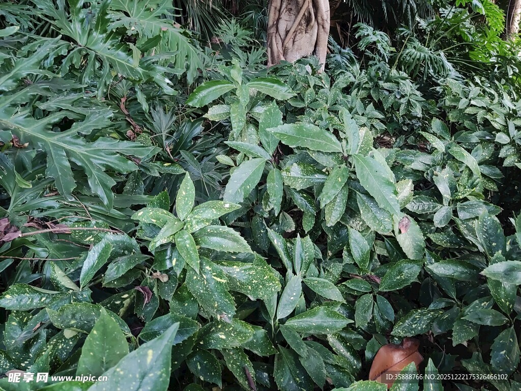 茂密绿植中的繁茂叶片