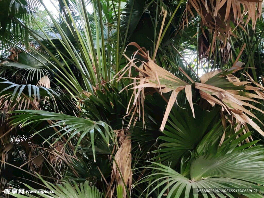 茂盛的棕榈植物景观