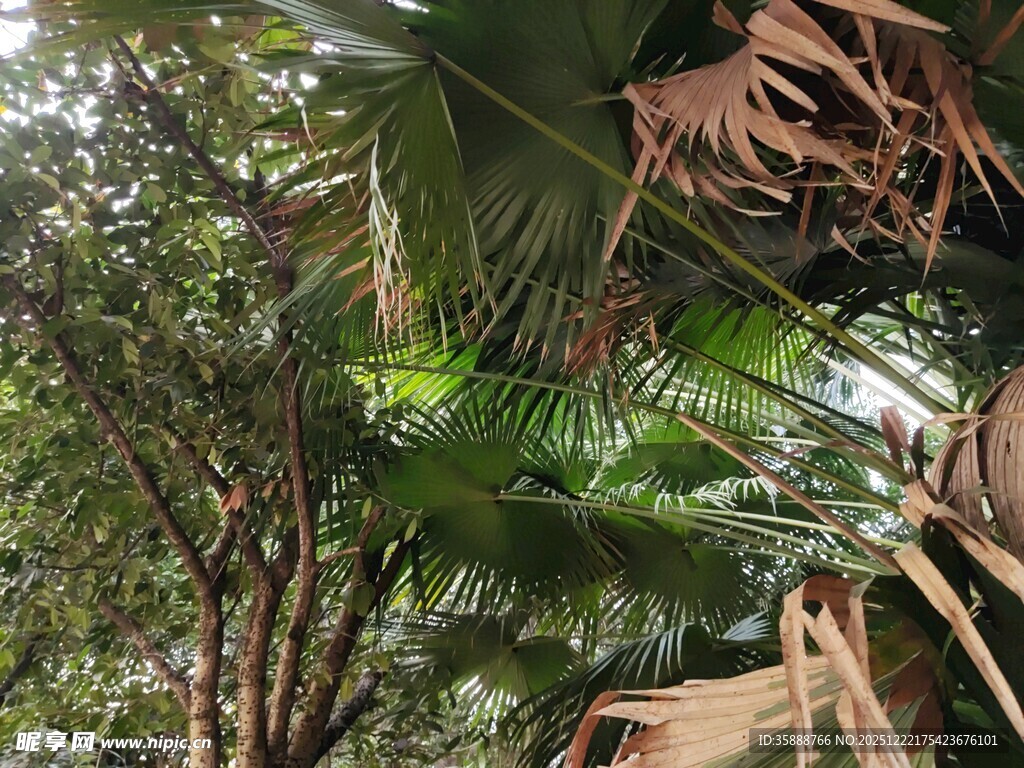 繁茂热带植物景观