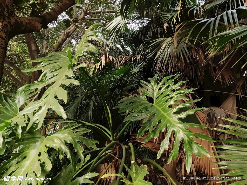 繁茂热带绿植景观