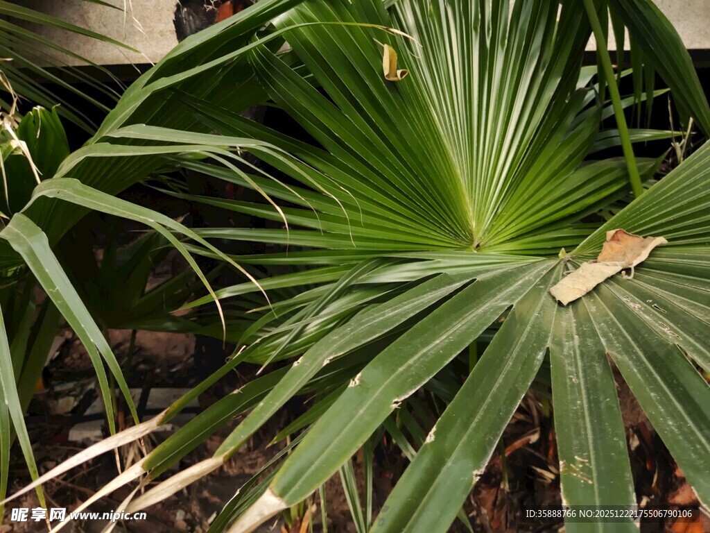 翠绿扇形叶片的棕榈植物