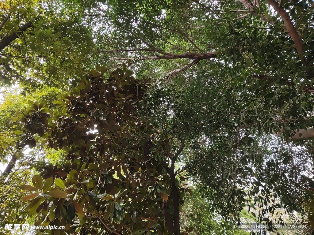 古老大树的繁茂枝叶