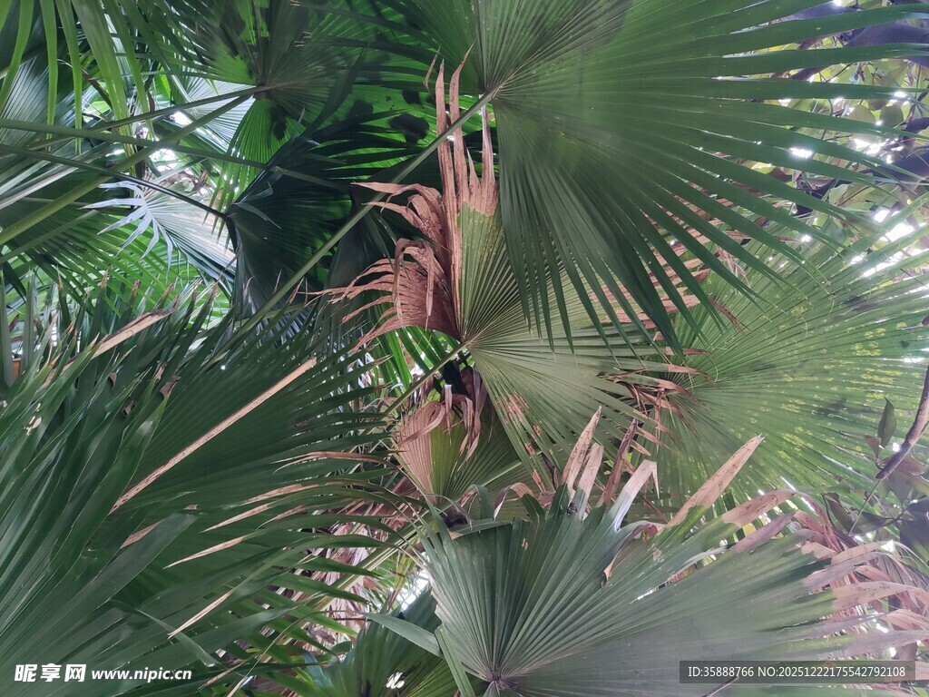 棕榈树繁茂枝叶特写