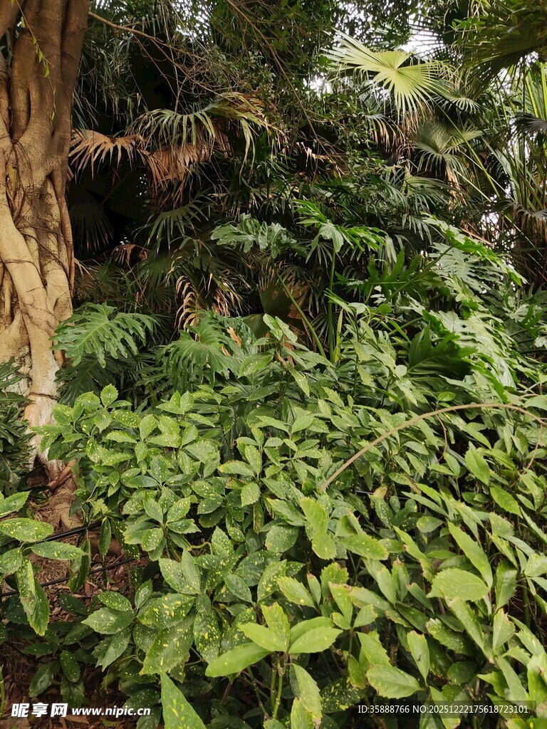 繁茂绿植环绕的树干