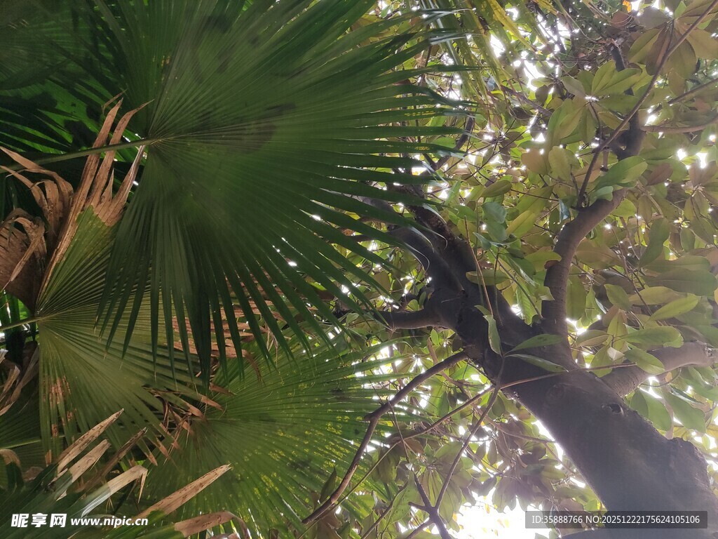 仰视葱郁繁茂的棕榈树
