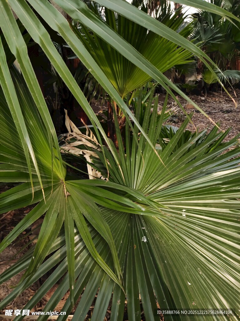 棕榈叶间的隐秘景象