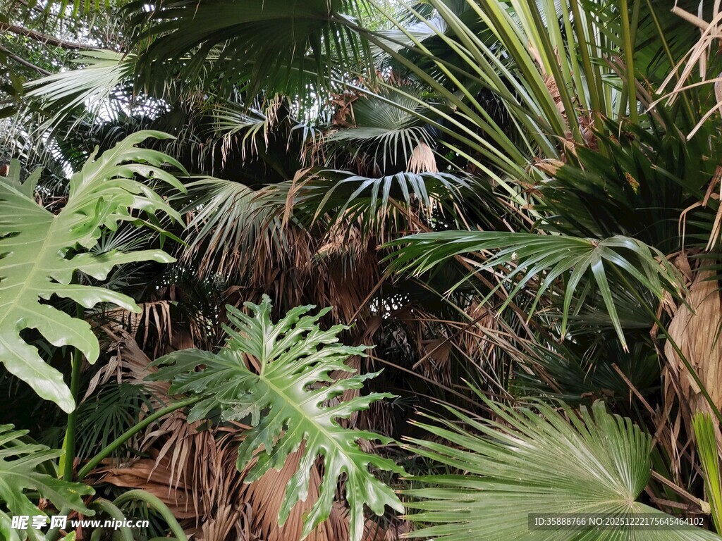 繁茂热带植物景观
