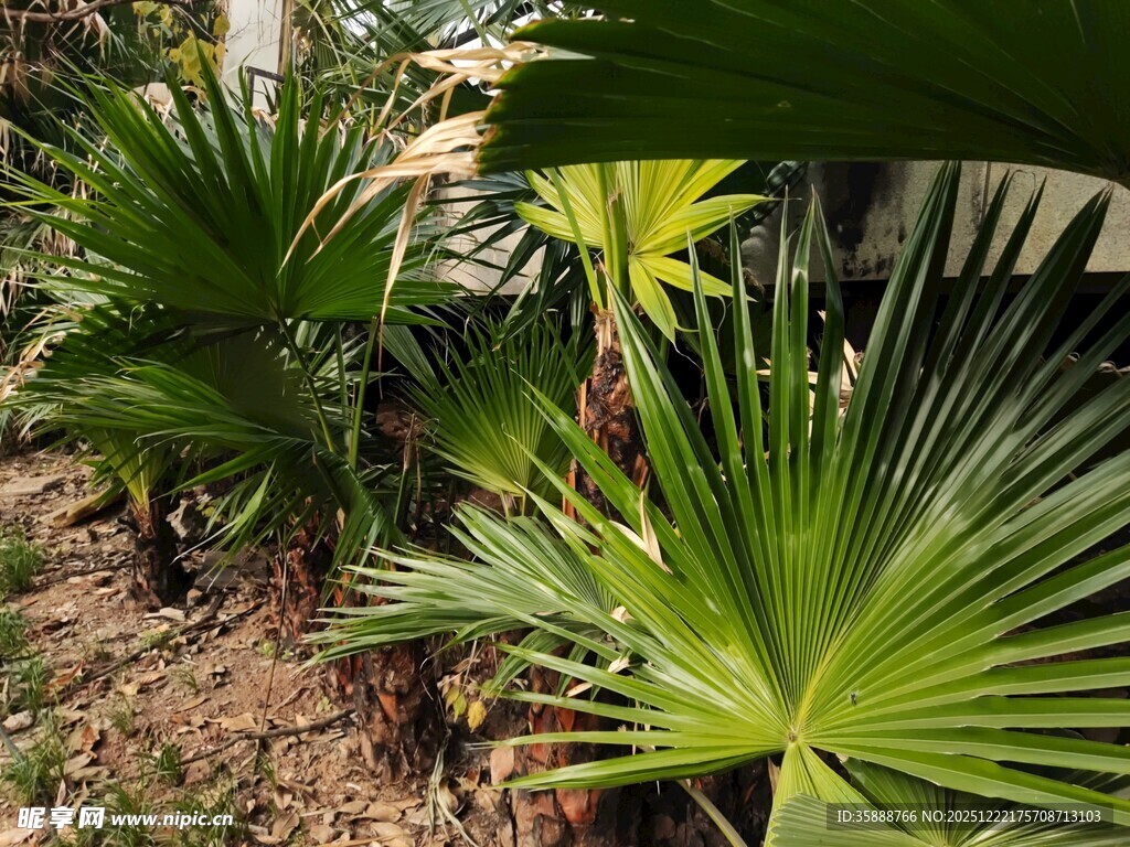 庭院中的翠绿棕榈植物