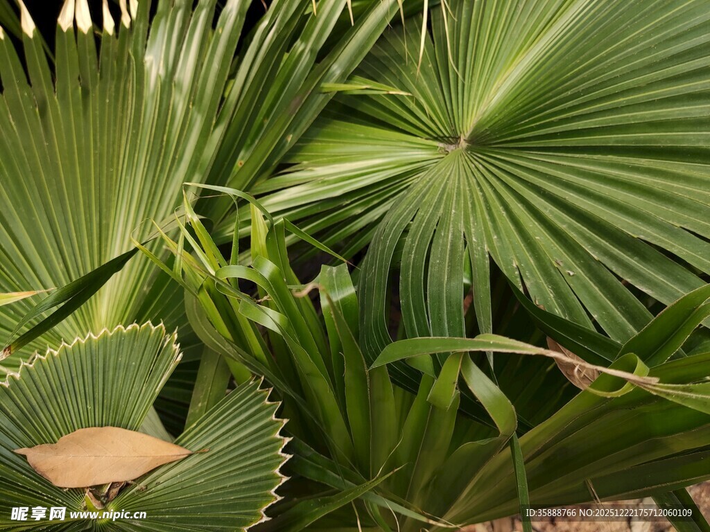 扇形棕榈叶特写