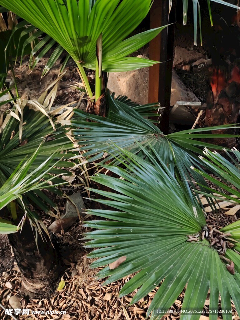 庭院中的翠绿棕榈植物