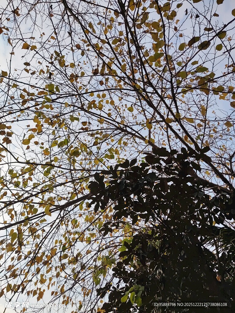 秋日树梢斑驳光影之美