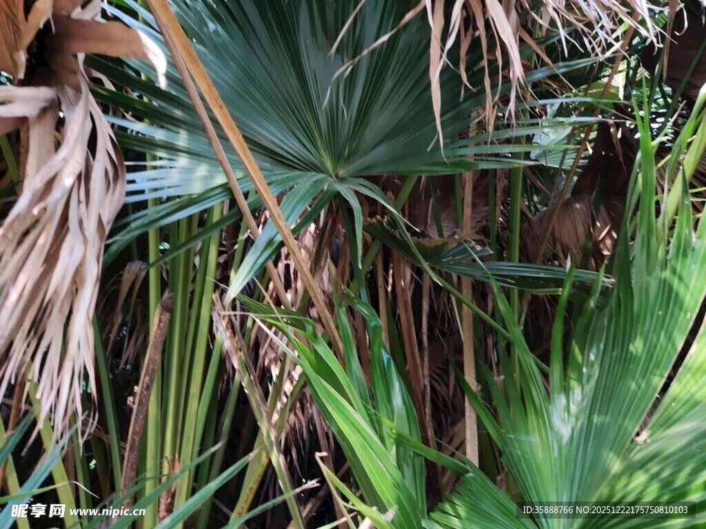 茂密的热带植物景观