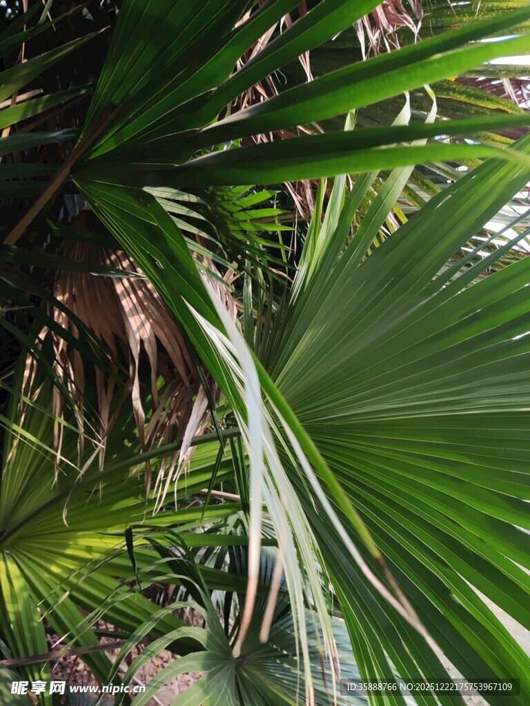 翠绿棕榈叶尽显自然生机
