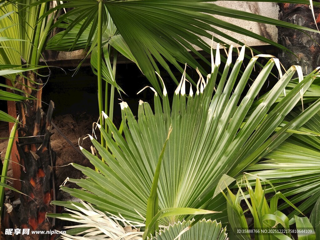 翠绿棕榈叶尽显自然生机