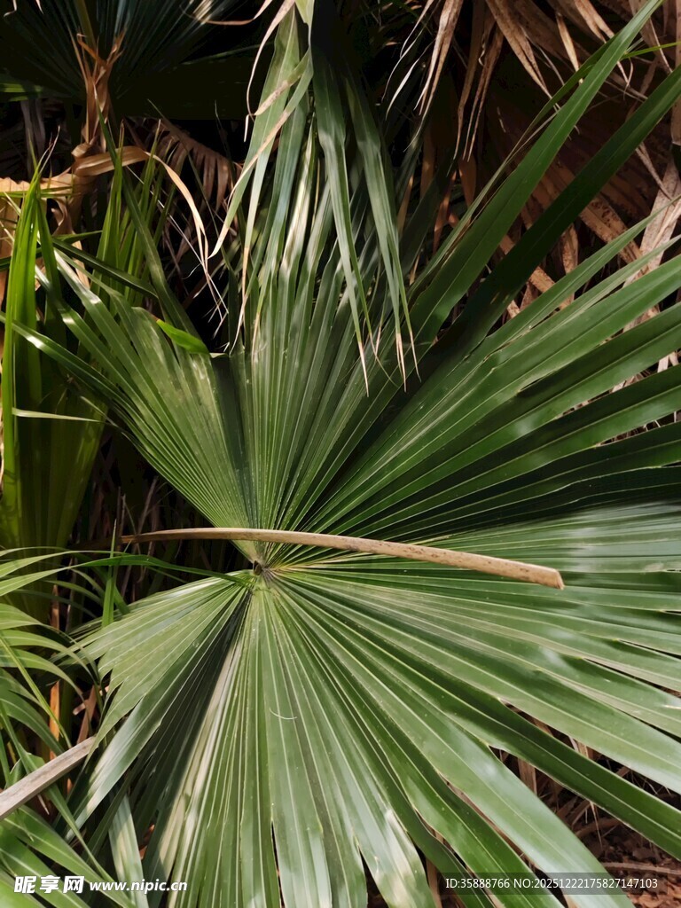 扇形棕榈叶特写