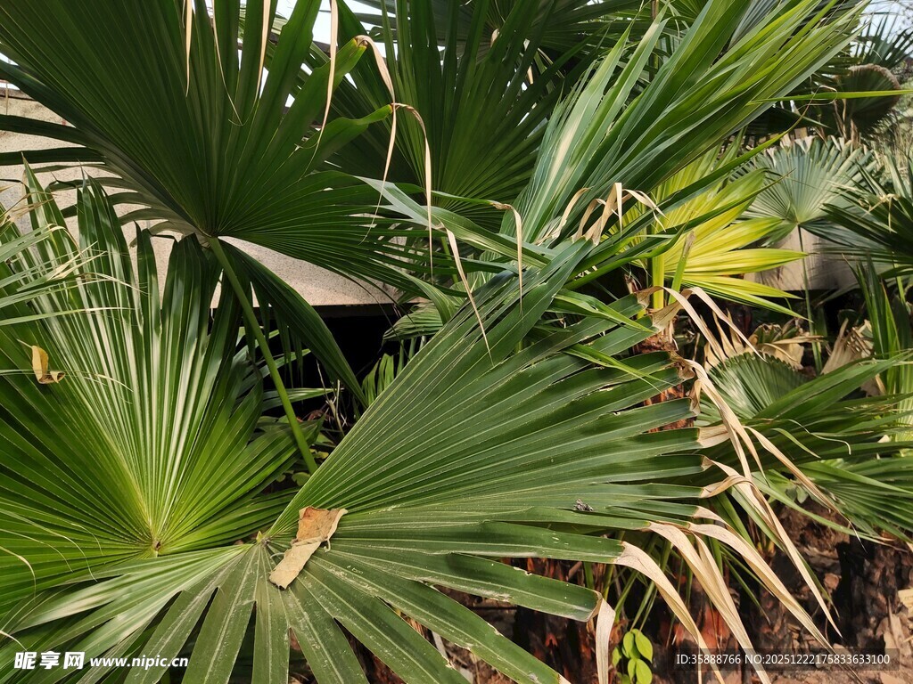 翠绿棕榈叶尽显自然生机
