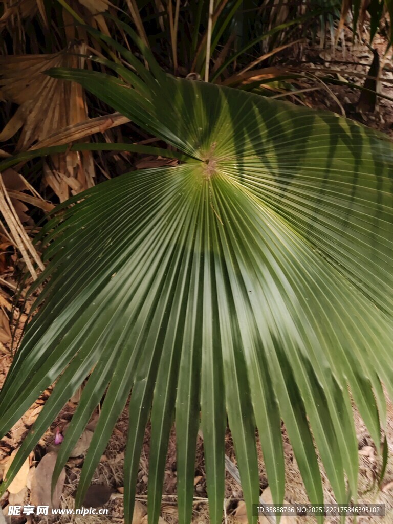扇形棕榈叶特写