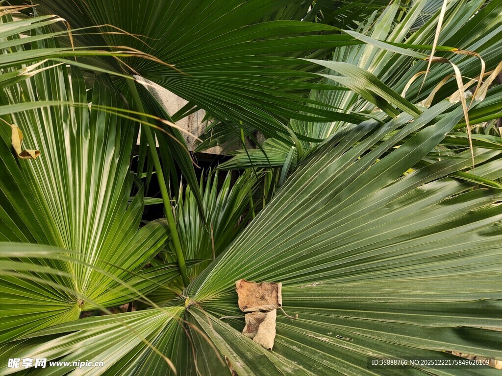 翠绿棕榈叶特写