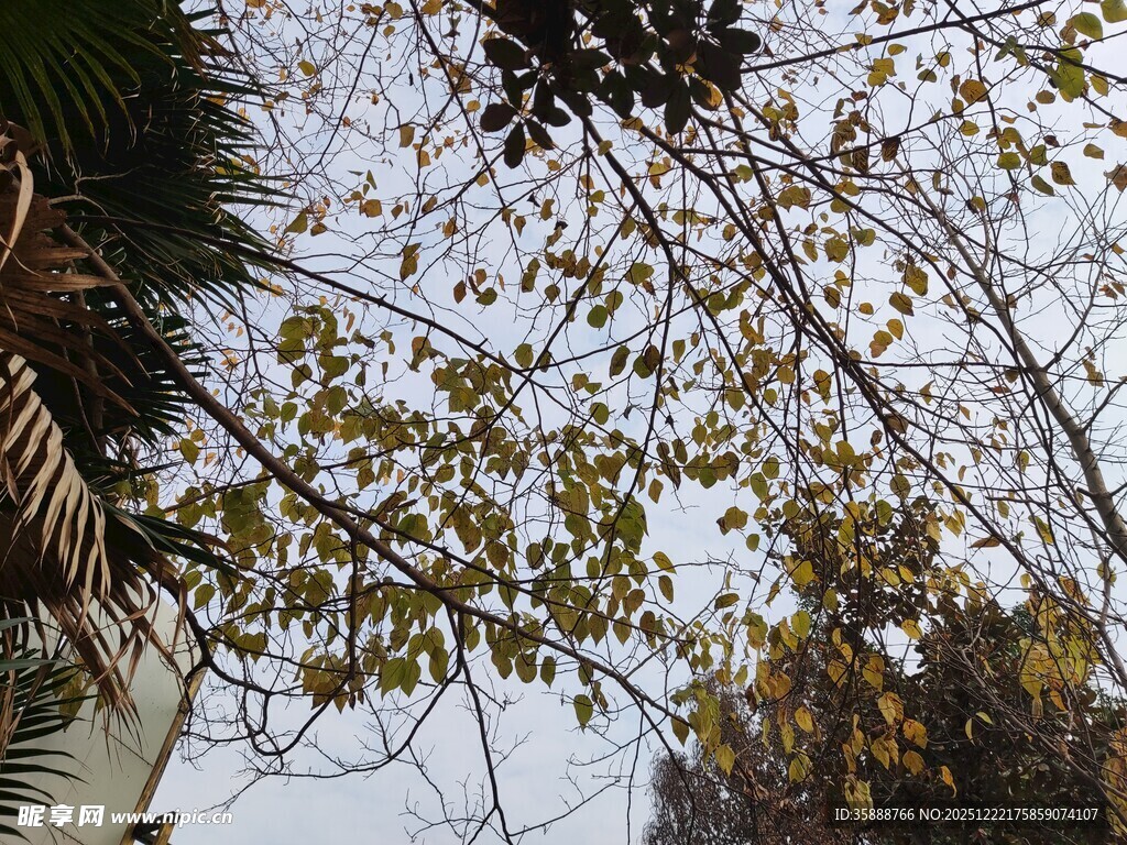 仰视树枝与稀疏黄叶