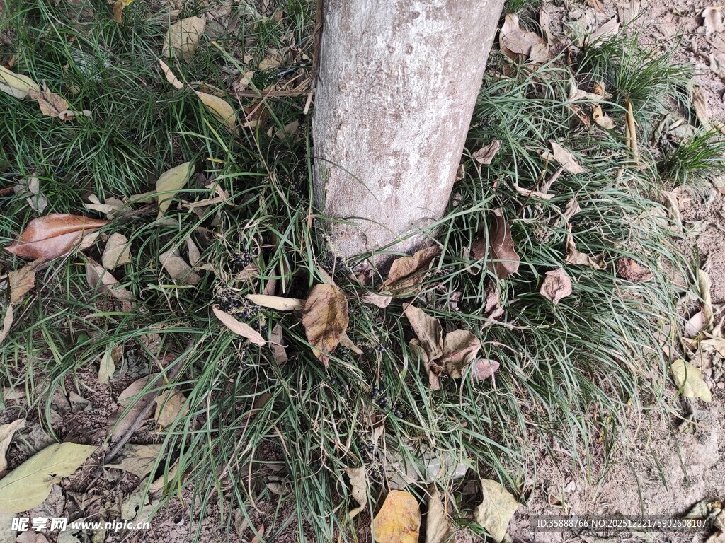 树干下的落叶与杂草