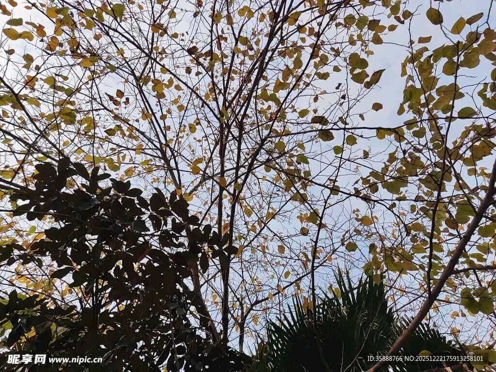 秋日树梢黄叶映蓝天