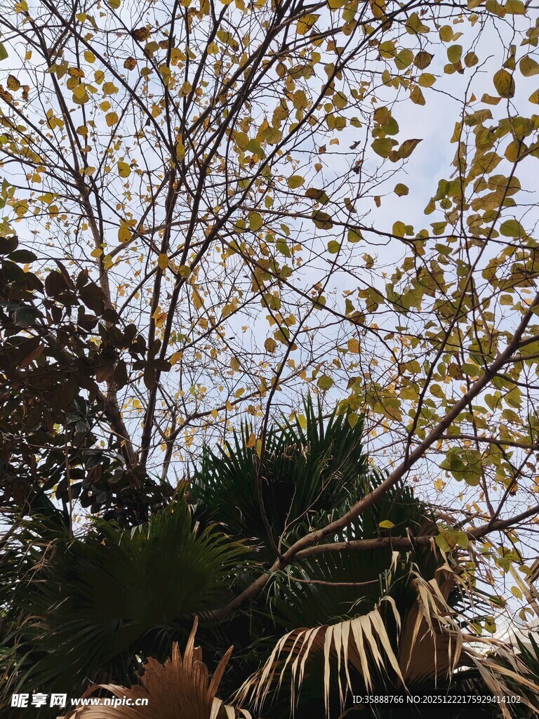 秋日树木与棕榈叶景观