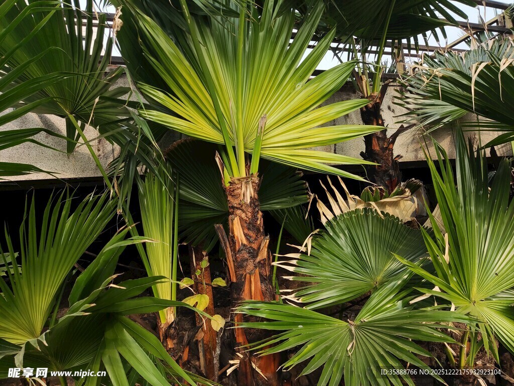 室内棕榈植物景观展示