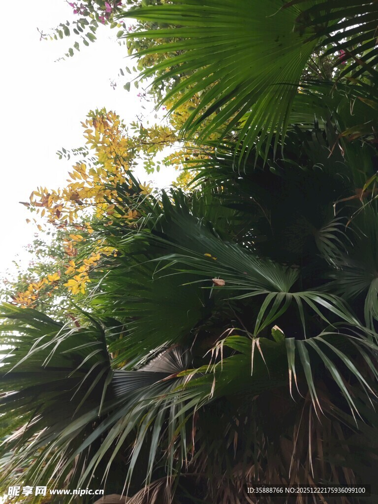 茂密葱郁的热带植物景观