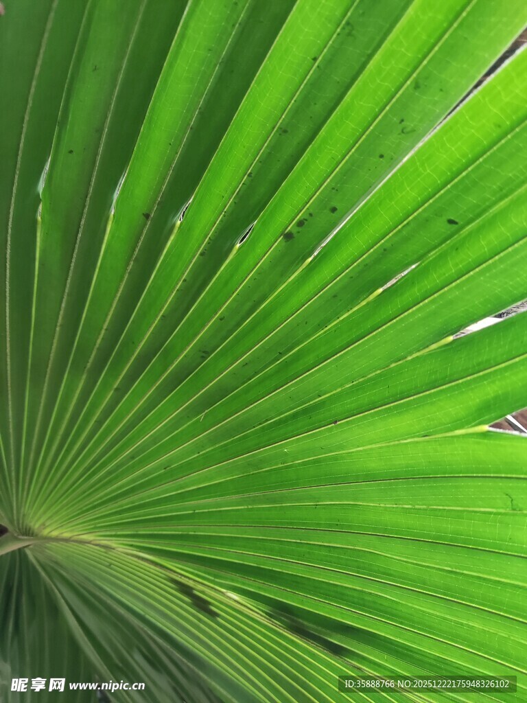 扇形棕榈叶特写