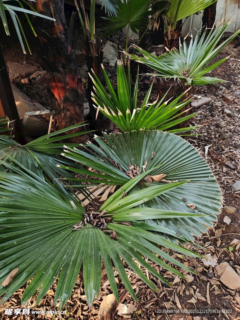 翠绿蒲葵叶自然小景致