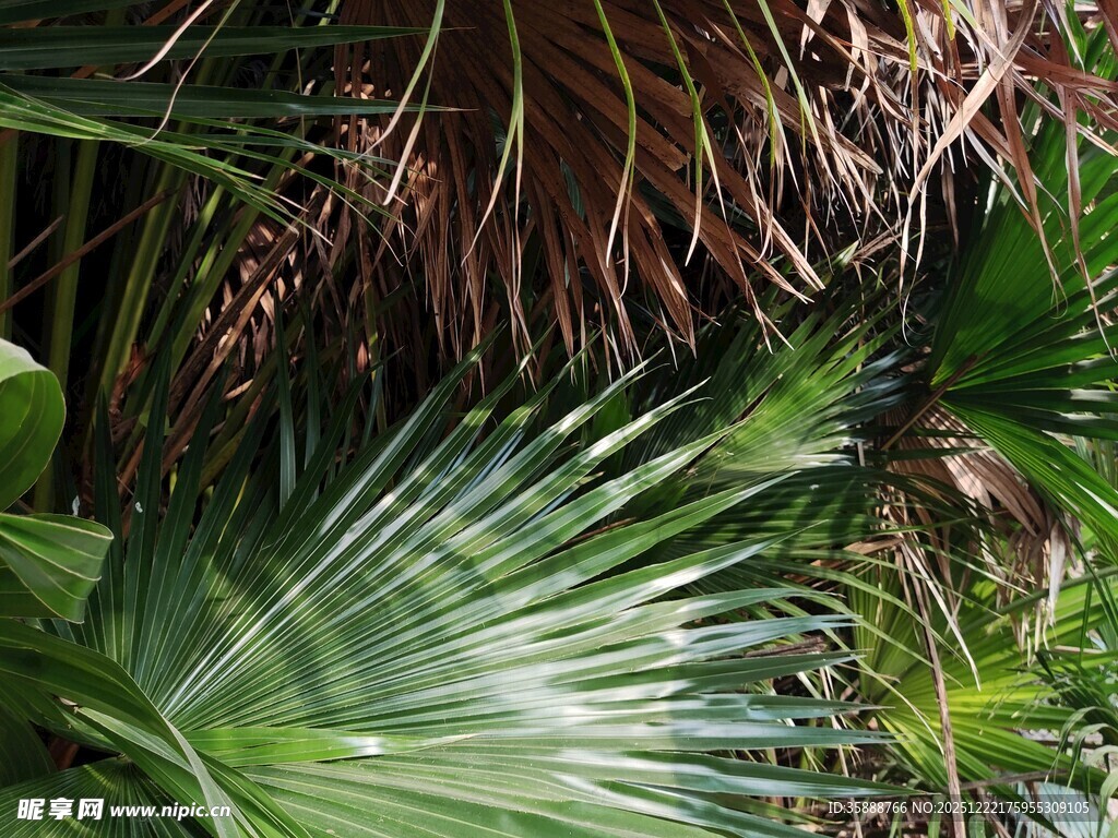 翠绿棕榈叶尽显自然生机