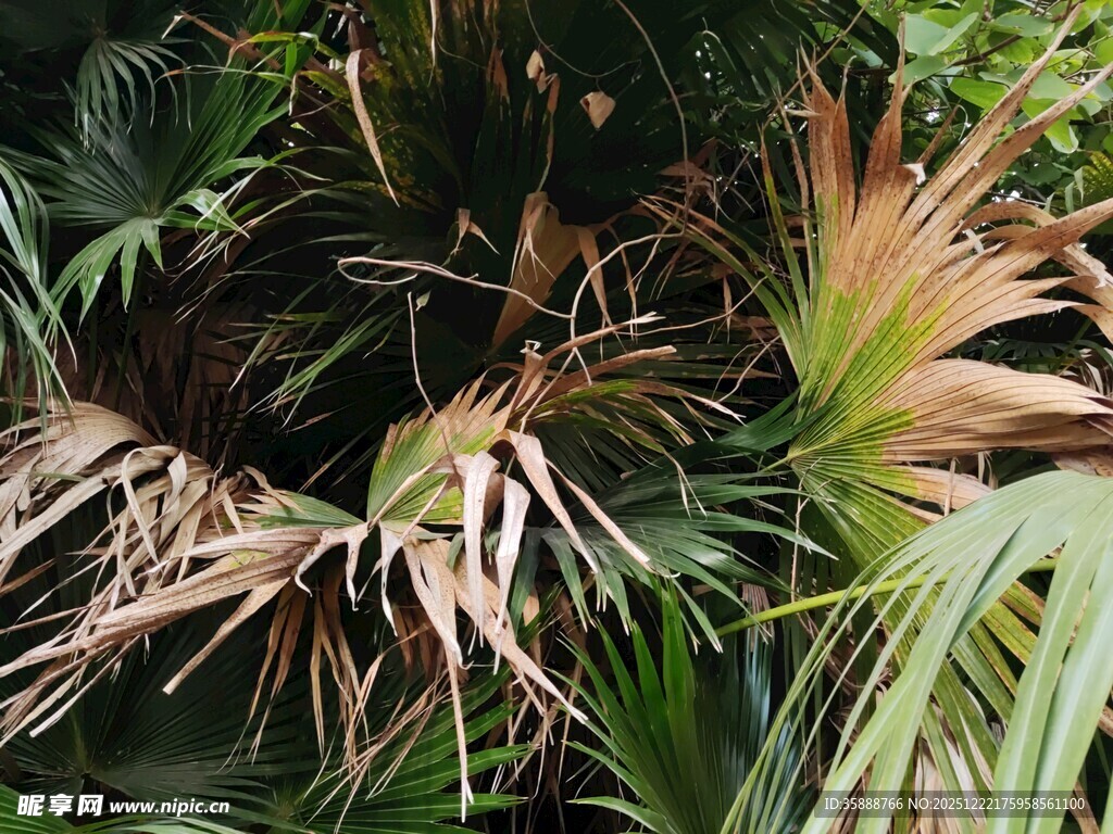 枯黄与翠绿交织的植物景观