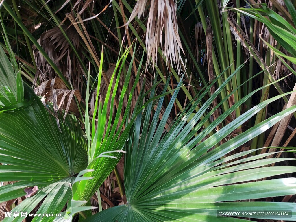 翠绿棕榈叶自然清新景致