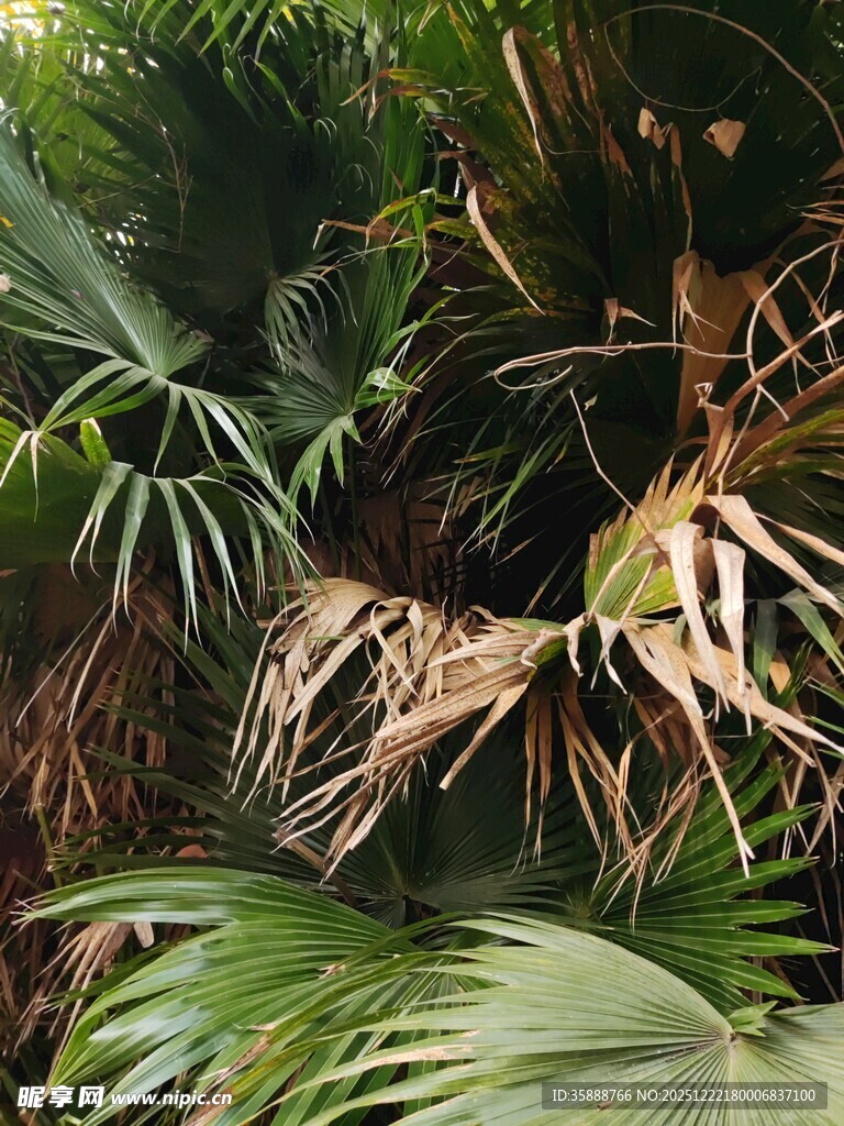 热带植物景观特写