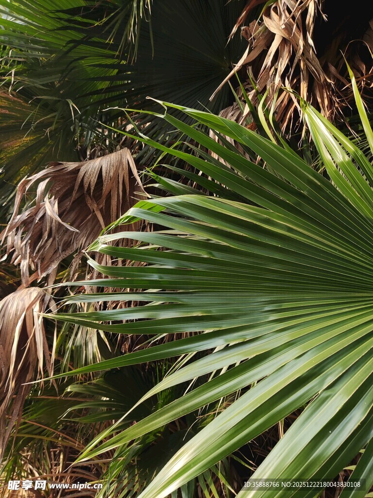 翠绿棕褐交织的棕榈叶
