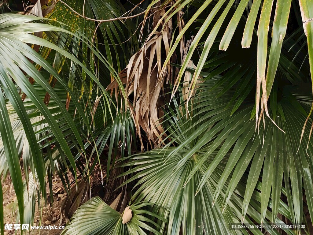 翠绿棕榈叶尽显自然生机